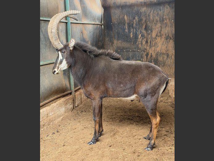 SABLE (not vat) | CJ VAN STADEN