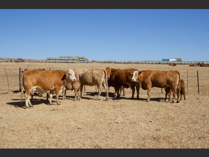 Commercial Animals | Blouberg Simbra