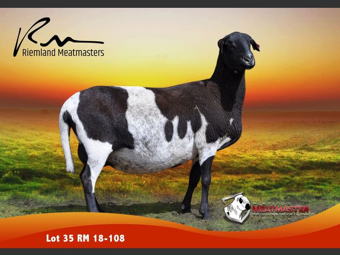 RM 18-108 | Thys Wessels & George Thom - Riemland Meatmasters, Nelspoort