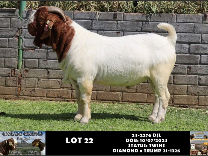 24-2276 DJL | DIRK LOUW