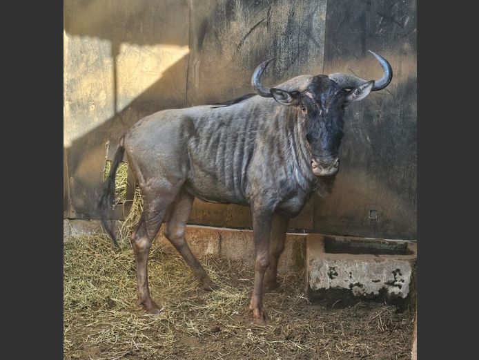 BLUE WILDEBEEST | NONYA SAFARIS