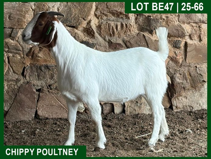 25-66 | Chippy Poultney