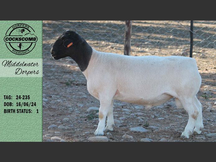 24-235 | Middelwater Dorpers
