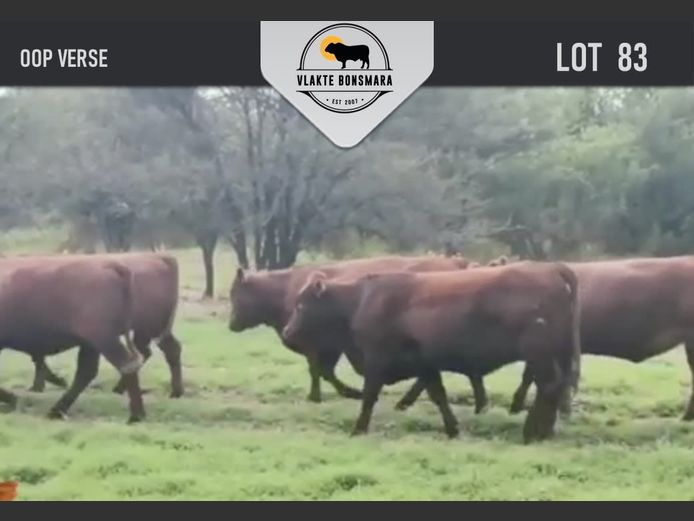 Commercial Animals | Klaver Valley Boerdery