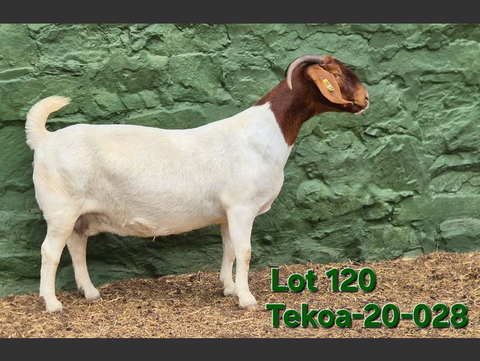 1673 200028 | Tekoa Boerbokstoet