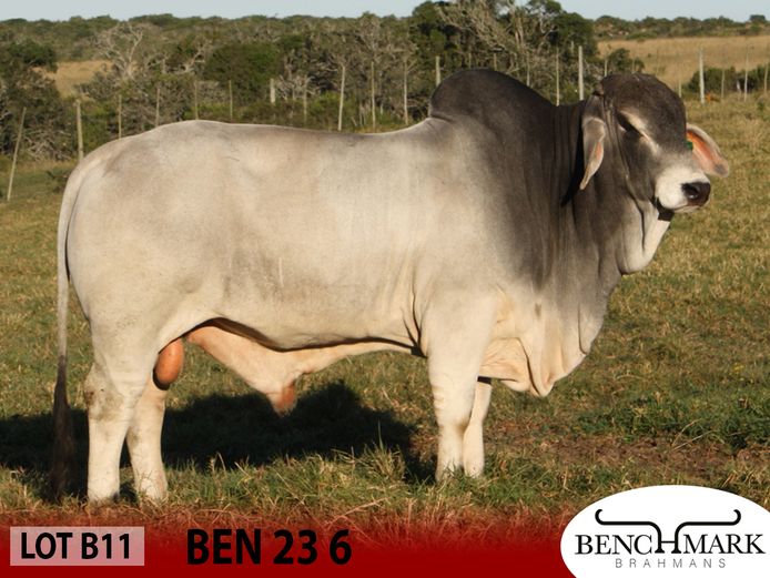 BEN236 | NO 8 CATTLE COMPANY (PTY) LTD
