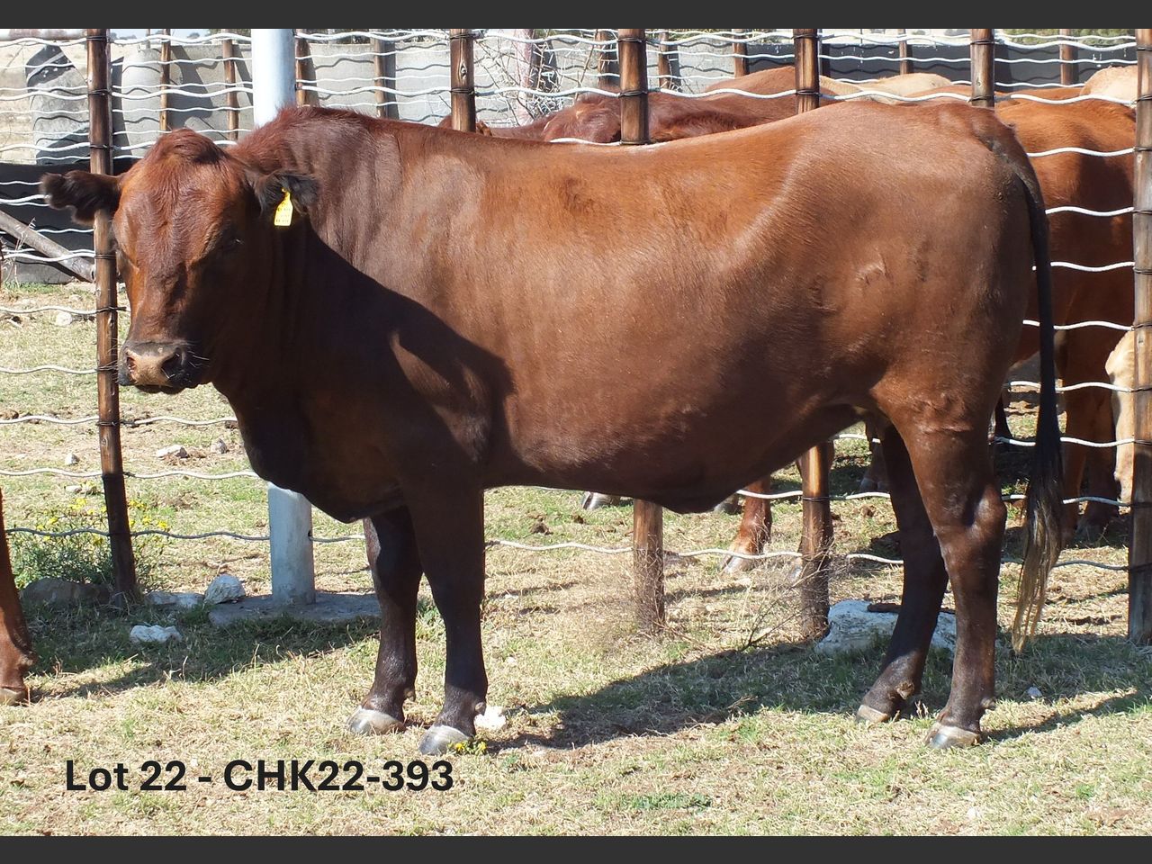 images