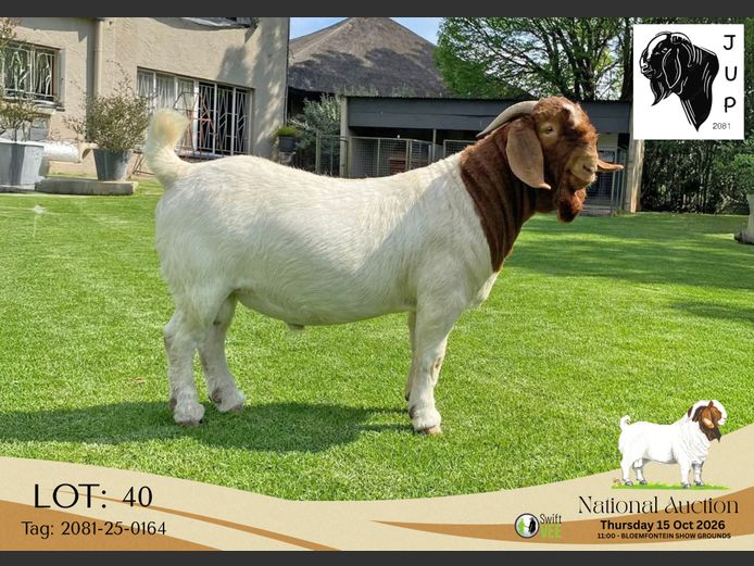 2081-25-0164 | JUP Boerbokstoet
