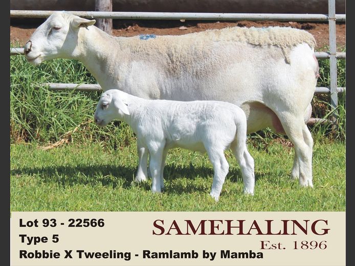 22566-331 | SAMEHALING  WIT DORPERS