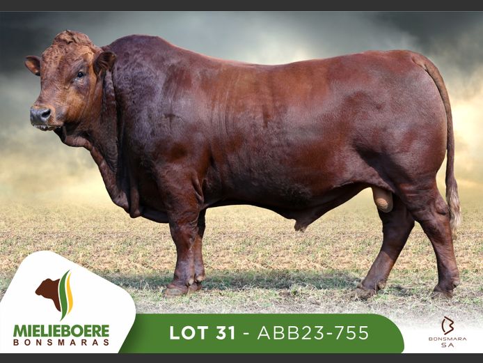 ABB 230755 | ALLEM BROTHERS (PTY) LTD