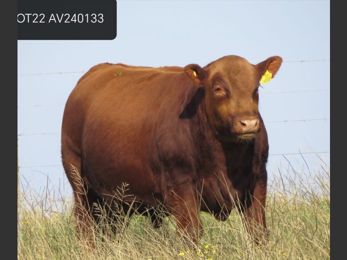 AV240133