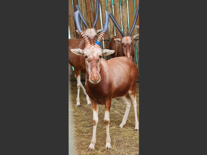 Blesbok Koper | Michael Marx 