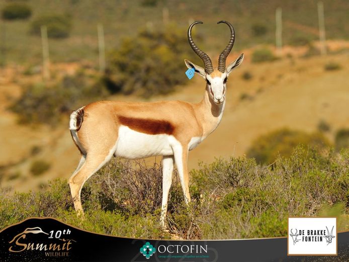 18" Springbok Ram	