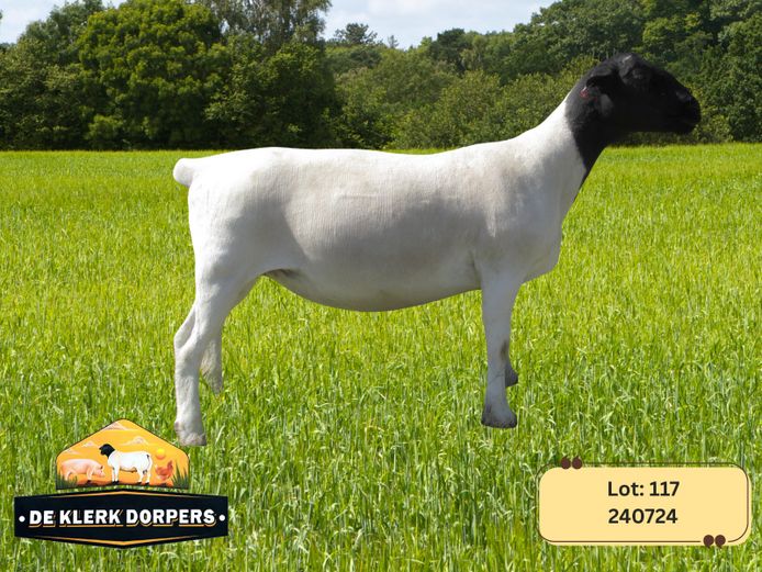 240724 | DE KLERK DORPERS