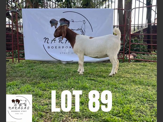 2184250058 | NARAGAS BOERBOKSTOET