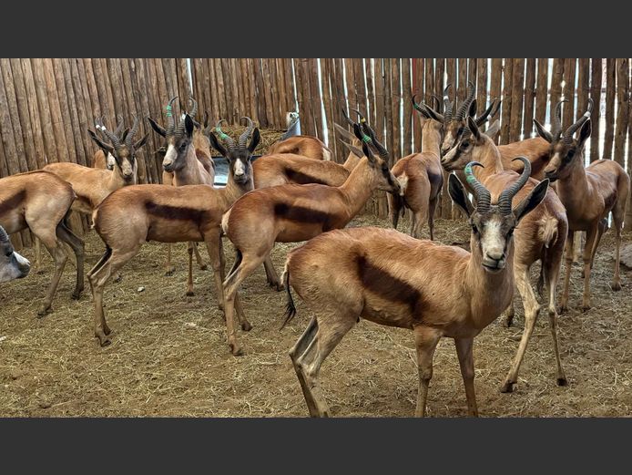 Koper Springbok Jagramme