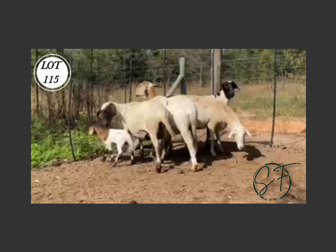 Ewes | SF Agri Meatmasters