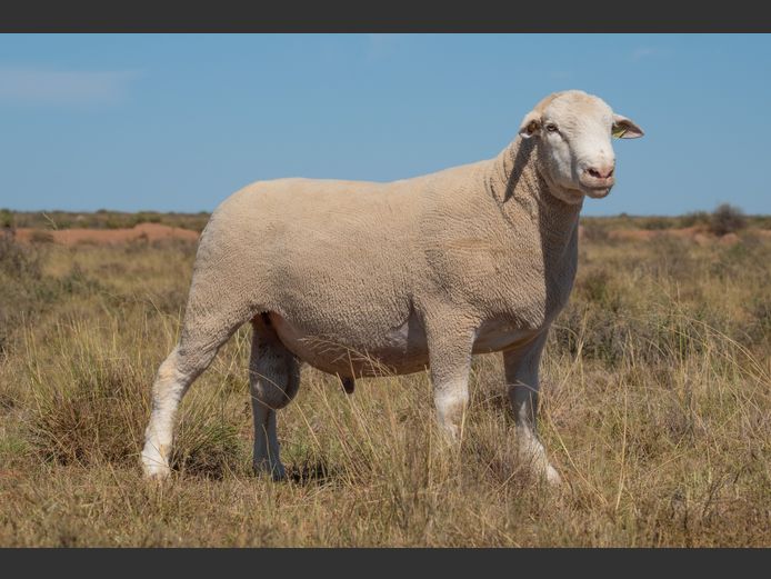 HE 240238 | EKSTEEN’S HATARI DORMER STUD