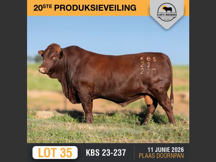 KBS230237 | KAMEELDORING BONSMARA