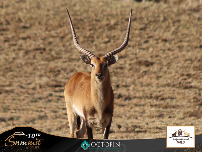 Lechwe Bulls 25-28" 