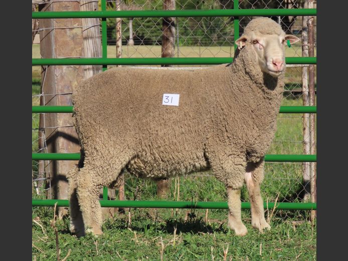 218 | Rooipoort Poenskop Merinos