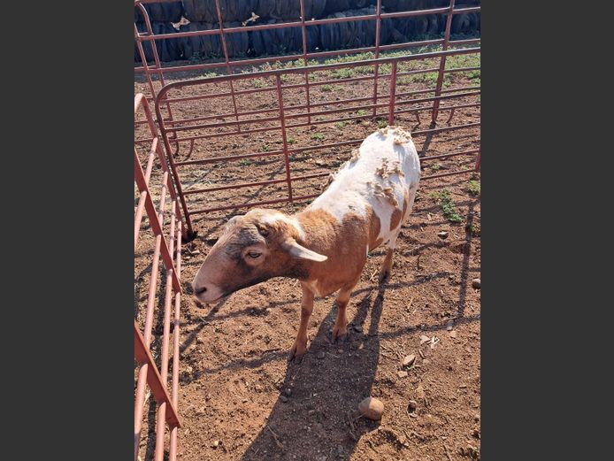 MEATMASTER | NAZARDI BOERDERY