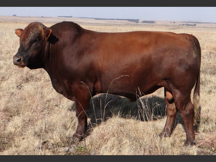 CCW 230052 | C. CILLIERS