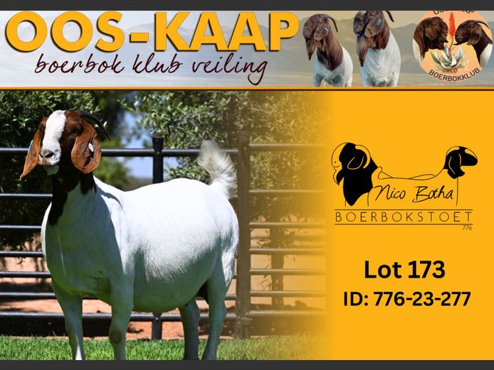 23-277 | Nico Botha Boerbokstoet