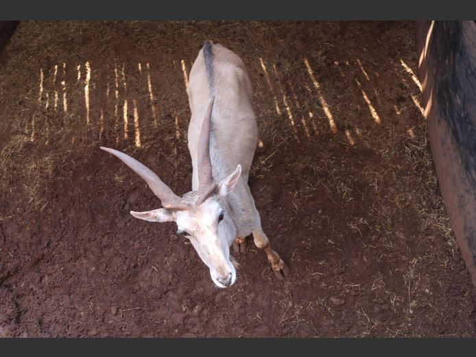 Eland