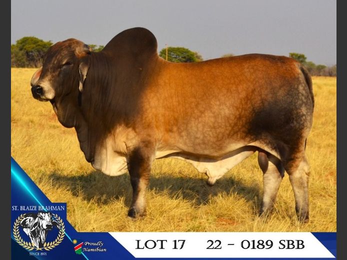 22-0189SBB | ST. BLAIZE BRAHMAN STOET