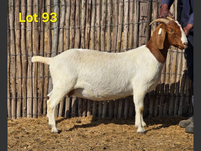 24.122 | Charl Baard Boerbokke