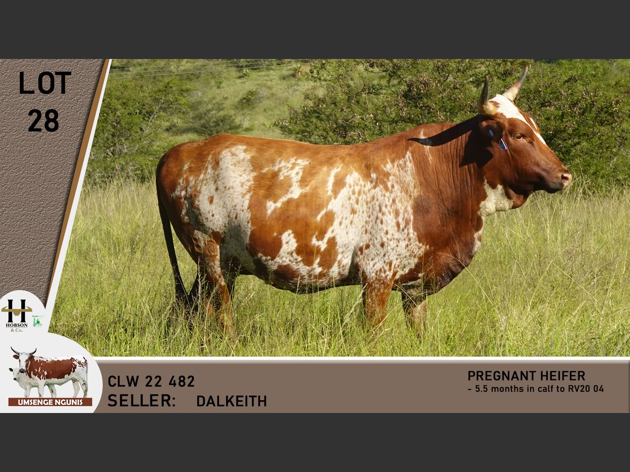 Lot 28 | UMSENGE NGUNI'S 25TH BULL & PRODUCTION SALE | SwiftVEE | South ...