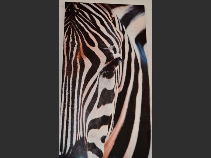 FRAMED PHOTOGRAPHIC PRINT "ZEBRA", 236 x 120cm