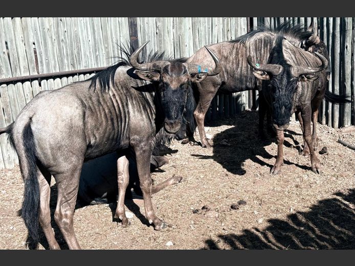 Blouwildebees Bulle