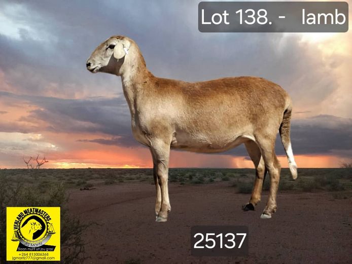 25189 | VERLAND MEATMASTERS 