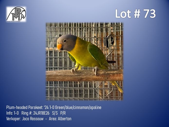 1-0 '24 Plum-headed Parakeet: Green/blue/cinnamon/opaline - Jaco Rossouw
