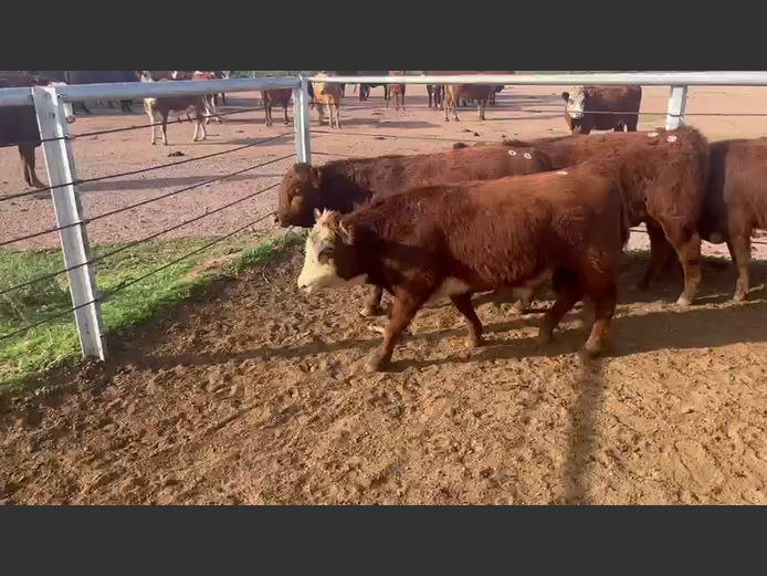 Weaners | Van Heer Boerdery (Tarka)