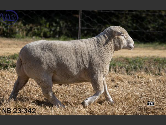 NB 230342 | NOVA BARLETTA BOERDERY