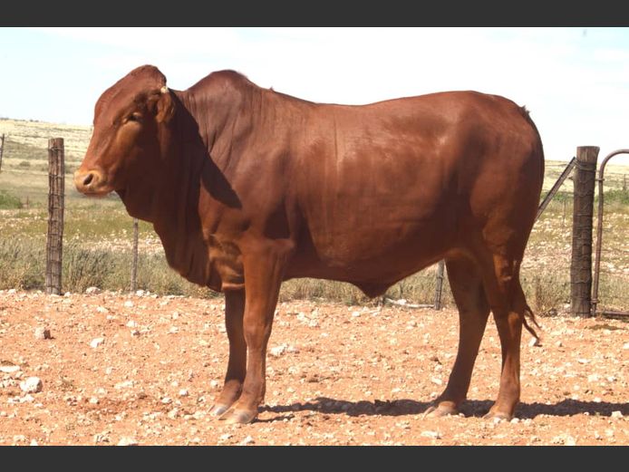 JJB 240004 | SALZTAL AFRIKANER