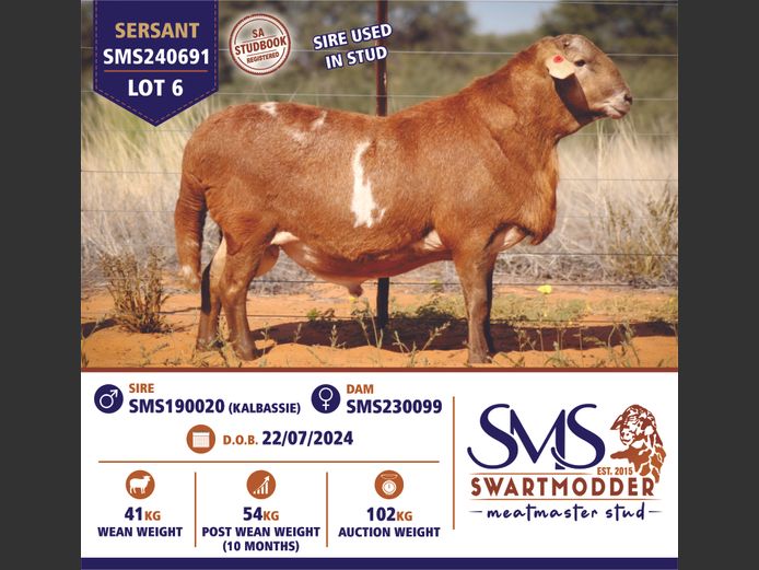 SMS240691 | SWARTMODDER MEATMASTER STUD