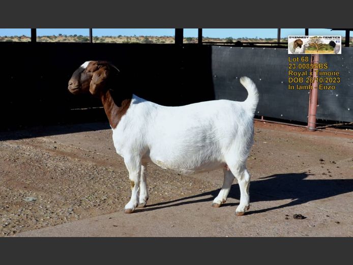 23-0085SBS | O'KENNEDY GENETICS