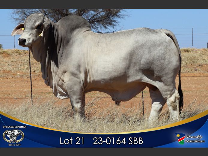 23-0164 SBB | ST BLAIZE BRAHMAN