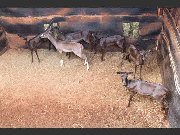 ROOIBOKKE
