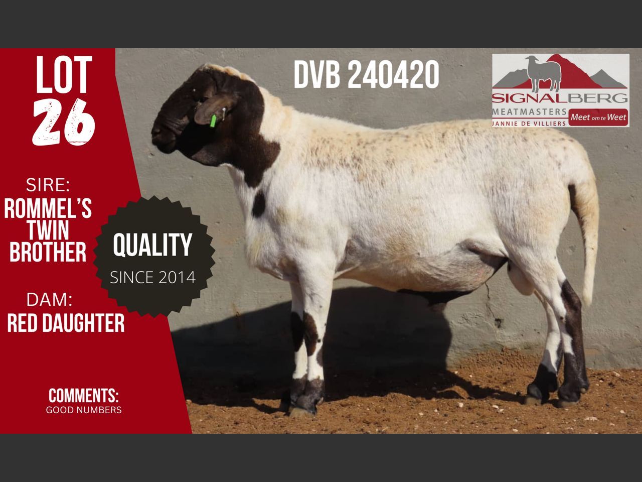 Lot 26 | SIGNALBERG MEATMASTERS 12TH MEATMASTER RAM AUCTION | SwiftVEE ...