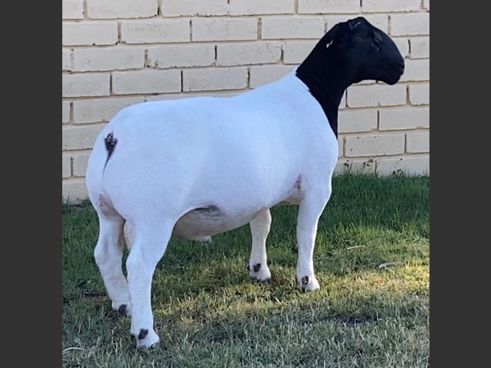 24158 | Johan H Maritz sr