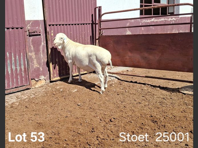 25001 | KASTEEL VAN ROOY RAMME