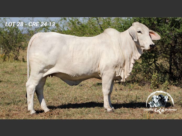 CRE2413 | CRE BRAHMANE