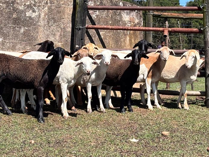 Meatmaster Maiden Ewes