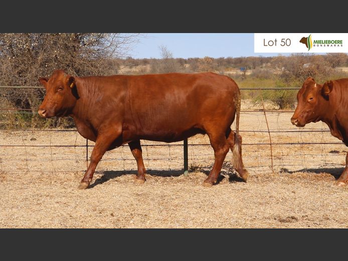 Kommersiële Vroulike Diere