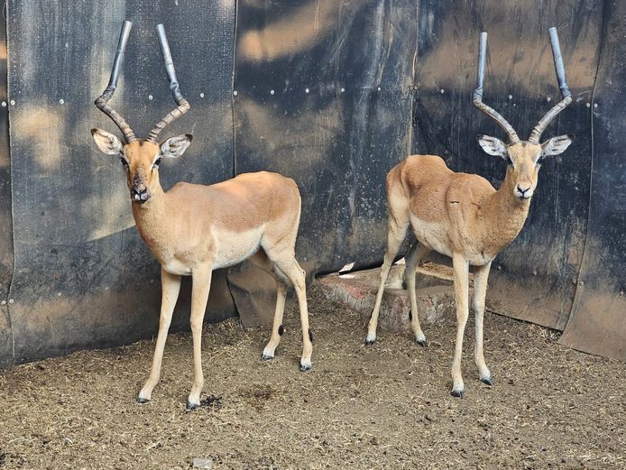 IMPALA | KOLOBE WILDLIFE